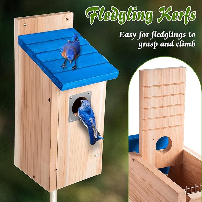 Dreyoo 2 Pack Bluebird Box Houses for Outside,1-1/2'' Entrance Hole Wooden Bird Houses with Metal Guard, Secure Latch,Fledgling Grooves,Air Vents for Bluebird Wren Swallow(Blue Roof, Wood Body)