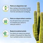 Cactus Outlet - Cactus Plants Live, Live Plants Outdoor & IndoorUse, Live Cactus, Silver Torch