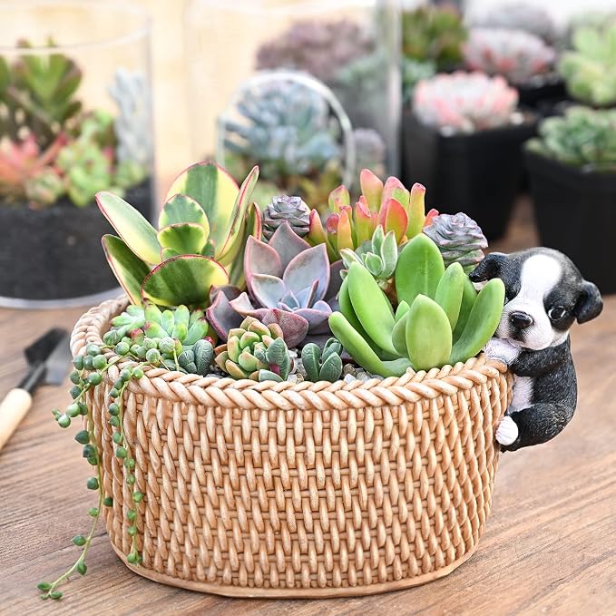 Sprout N Green 200 Live Succulent Plants, 10 Assorted Varieties of Real Succulents Rooted in 2" Pot with Soil, Small Indoor House Plants for Home Garden Wedding Decor Party Favor