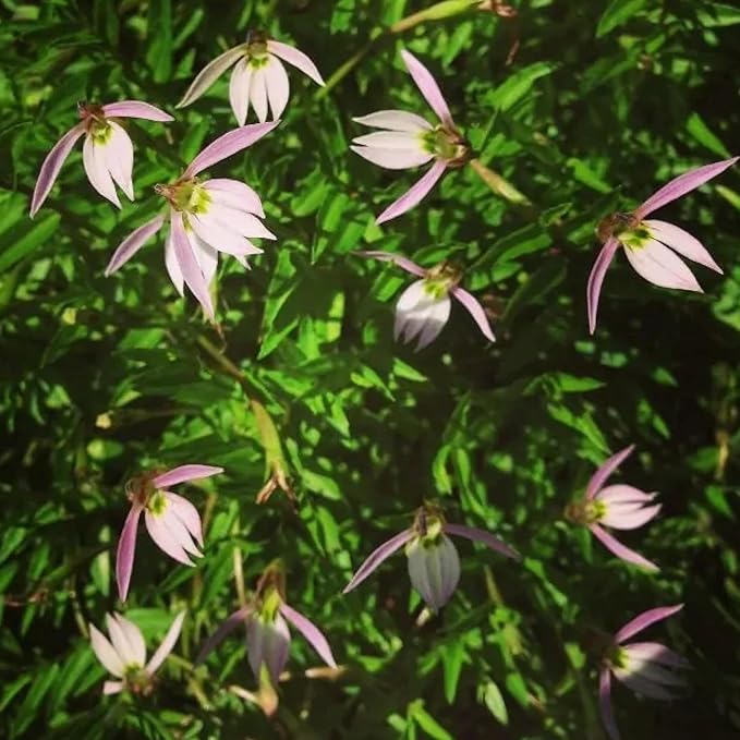 Chalily Creeping Chinese Lobelia, a Great Live Pond Plant for Your Water Garden. Filters koi and Goldfish Ponds. Good for Bogs, Plant Shelf or Shallow Water This marginal Aquatic is a Real Beauty