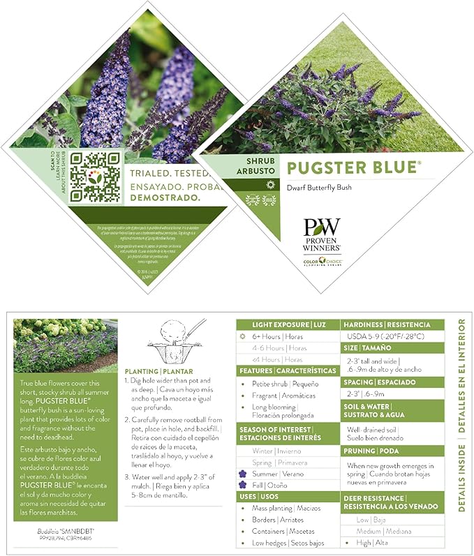Pugster Buddleia, True-Blue Flowers, 2 Gal. (Pugster Blue)