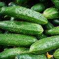 Clovers Garden Cucumber Patio Snacker Plants - Two (2) Live Plants – Non-GMO - Not Seeds - Each 4" to 8" Tall – in 4" Inch Pots - Burpless, High Yield, Compact