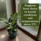 Staghorn Ferns Live Plants in 4" Pot - Ferns Live Plants Outdoor Indoor - Pet Safe Houseplants Flowers for Home Office Wedding Decor & Birthday Gift (Heat Pack Included)