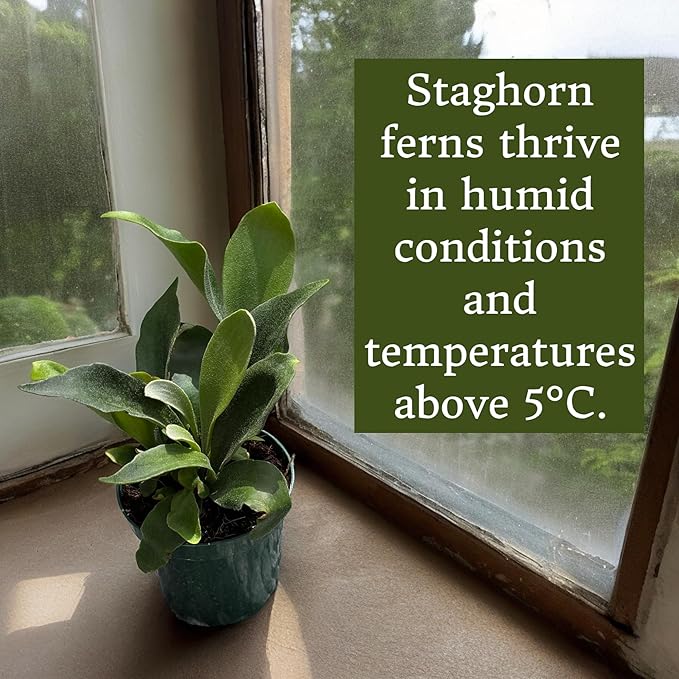 Staghorn Ferns Live Plants in 4" Pot - Ferns Live Plants Outdoor Indoor - Pet Safe Houseplants Flowers for Home Office Wedding Decor & Birthday Gift (Heat Pack Included)