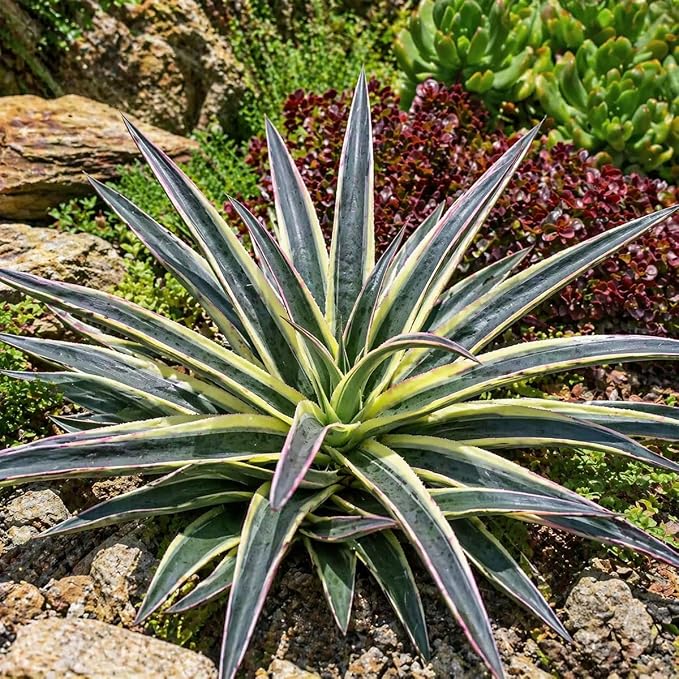 Mangave 'Snow Leopard', 1.5" Plug - Live Succulent Plant, Agave Like Rosette, Low Maintenance Indoor Outdoor Plant for Home Garden Decor, Beginner-Friendly Live Plants