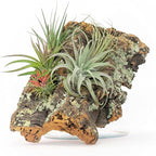 Medium Natural Cork Bark DIY Kit with Four Assorted Air Plants, Glue and Hook - Live Tillandsia Succulent House Plant - Wholesale and Bulk - Home and Garden Decor - Easy Care Indoor and Outdoor Plants