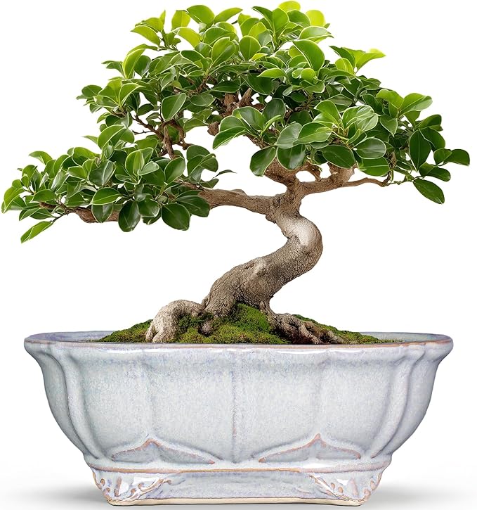 11 Inch Bonsai Pots - Ceramic Bonsai Planters for Indoor Outdoor Plants, Succulent Pots with Drainage Hole, Shallow Planter, Decorative Flower Pot, Home Decor, House Warming Gifts, Oval Grey