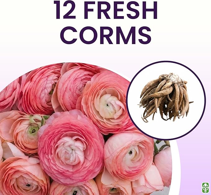 Pink French Ranunculus Corms - 12 Largest Size Corms, Premium Bulbs for Vibrant Blooms, Ideal for Garden Beds, Perfect for Spring Planting, Stunning Peony-Like Flowers