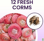 Pink French Ranunculus Corms - 12 Largest Size Corms, Premium Bulbs for Vibrant Blooms, Ideal for Garden Beds, Perfect for Spring Planting, Stunning Peony-Like Flowers