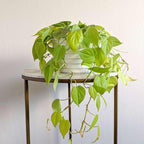 Philodendron Cordatum Neon Live Plant for Indoor | Different Houseplants in 4'' & 6'' Pot | Real House Plant for Living Room, Office, Desk & Bathroom | Neon