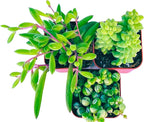 Succulents Plants Live (3-Pack) 2" Hanging Plants Starter Pack, Live Succulent Plants Fully Rooted in Planter Pots with Succulent Soil Mix by The Succulent Cult (3 Pack)