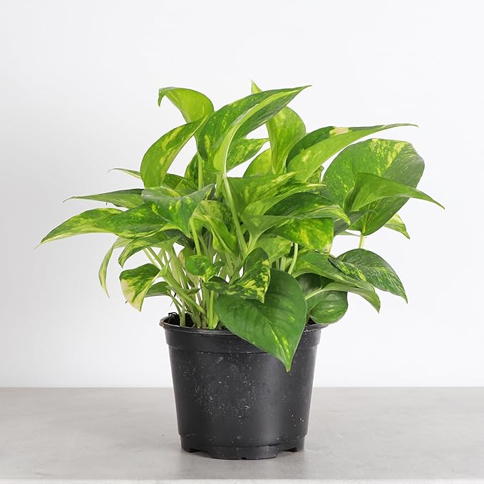 Thorsen's Greenhouse Golden Pothos, Live Indoor Vining Plant, Easy to Grow, Variegated Houseplant, Natural Air Purifier (Nursery Pot, 6-inch Pot)