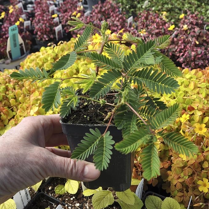Mimosa pudica, Sensitive Plant, Touch-Me-Not, Bashful, Houseplant, Live Flowering Perennial with Foliage that Moves When Touched or Brushed, Cnt Sz: 3"