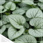 Live Brunnera 2-Pack – Silver Heart – Shade Perennial with Variegated Leaves, Blue Spring Flowers, 10” Tall, 1 Qt Pot