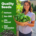 HOME GROWN Non GMO Genovese Basil Seeds Pack 1,750+ High Germination Heirloom Seeds (Ocimum basilicum) Herb Seeds for Planting Indoor & Outdoor Gardening, for Culinary Use