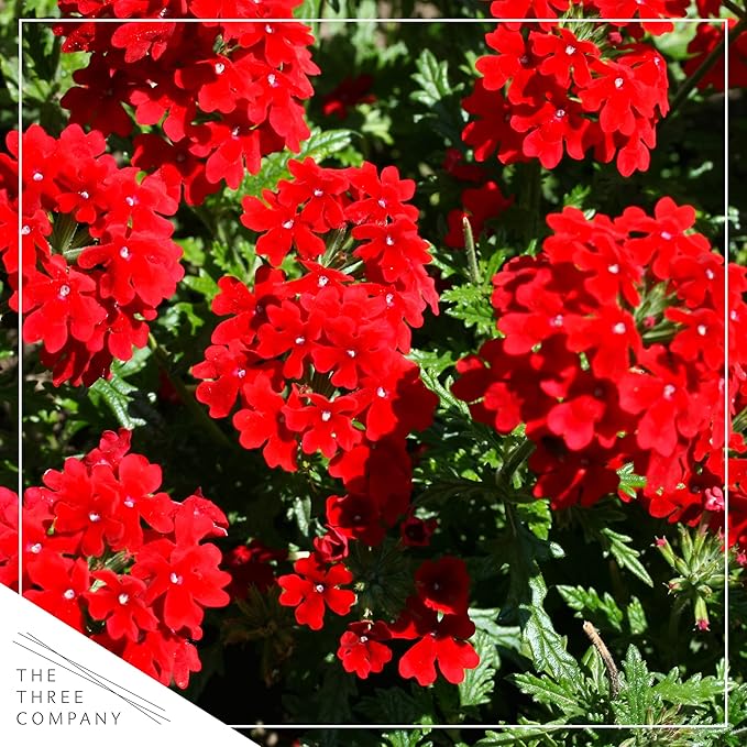 Live Flowering Verbena - Shades of Red (2 Plants Per Pack) - Healthy Flowering Plant - Beautiful Spring Color - 10" Tall by 5" Wide in 1Qt Pot