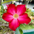 Red Desert Rose Plant Live Succulent, 1 Gal Grower Pot, Adenium Desert Rose Plant Live Indoor Houseplants & Outdoor Succulents, Easy Care Flowering Plants by Plants for Pets