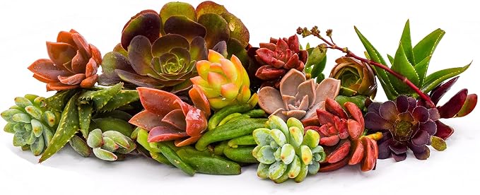 Succulent Market's Assorted Cuttings (20 Pack) 2 to 3 Inch Succulents in Bulk