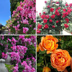 Climbing Rose Seeds for Planting, 300+pcs Rare Rosa Rose Flower Seeds Plants, Non-GMO Heirloom Attracts Pollinators Blooms Beauty Flowers for Home Garden Outdoors