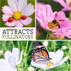 Seed Needs Cosmos Seeds for Planting a Collection of Cosmo Wildflowers - Heirloom & Open Pollinated Flower Seed to Plant Pink, White, Purple, Red & Bi-Colored Blooms for a Butterfly Garden