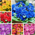 220+ Perennial Primrose Primula Seeds for Planting - Non-GMO Heirloom Plant Seeds Garden Outdoor