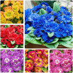 220+ Perennial Primrose Primula Seeds for Planting - Non-GMO Heirloom Plant Seeds Garden Outdoor
