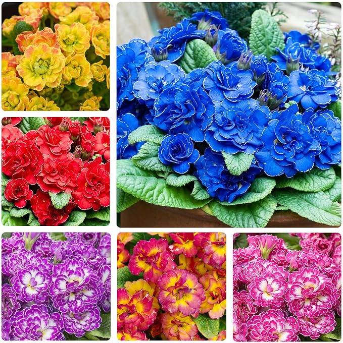 220+ Perennial Primrose Primula Seeds for Planting - Non-GMO Heirloom Plant Seeds Garden Outdoor