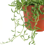 Shop Succulents String of Bananas Hanging Succulent, Fully Rooted Live 6" Succulent Plant with Hanger, Low Maintenance Indoor Plant, Trailing Succulents, Gift & Garden