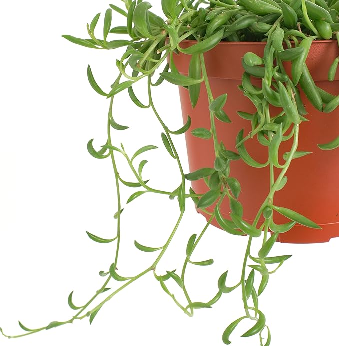 Shop Succulents String of Bananas Hanging Succulent, Senecio Radicans, Fully Rooted Live 6" Succulent Plant, Low Maintenance Indoor Plant, Trailing Succulents, Gift & Garden
