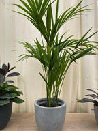 Kentia Palm Tree, Howea Forsteriana, Live Plant - Exotic and Rare Indoor/Outdoor Plant, Tropical Garden Plant, Low Maintenance, Air Purifying Plant (2gal Pot, 2-3ft)