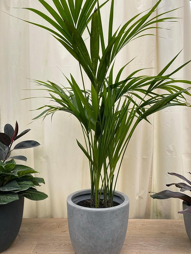 Kentia Palm Tree, Howea Forsteriana, Live Plant - Exotic and Rare Indoor/Outdoor Plant, Tropical Garden Plant, Low Maintenance, Air Purifying Plant (2gal Pot, 3-4ft)