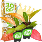 Philodendron Prince of Orange - Philodendron by Wellspring Gardens - Vibrant, Easy Care Indoor - Outdoor Plant with Dynamic Color - Changing Foliage - Plant Enthusiast (2-Pack)