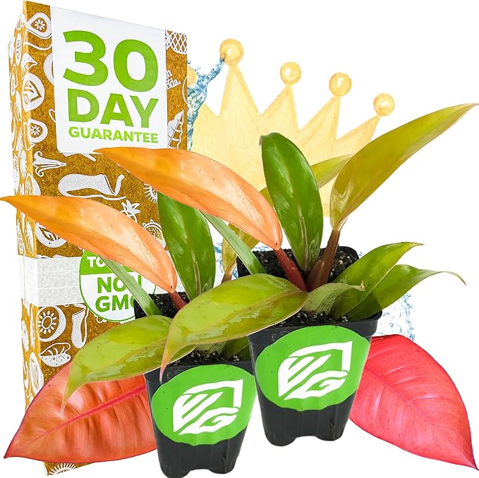 Philodendron Prince of Orange - Philodendron by Wellspring Gardens - Vibrant, Easy Care Indoor - Outdoor Plant with Dynamic Color - Changing Foliage - Plant Enthusiast (2-Pack)