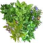 Seed Needs Italian Herb Seed Packet Collection (5 Individual Seed Varieties for Planting) Non-GMO & Untreated - Oregano, Basil, Rosemary, Sage and Parsley