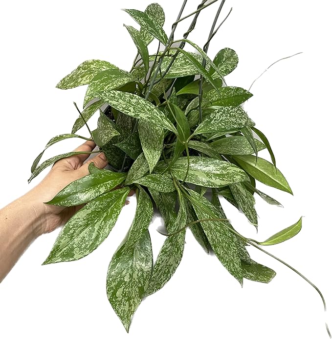 Hoya Publicalyx Splash Red Button - Hoya Plant - Air Purifying Plant - Pet Friendly Plant - Hoya Plants Live Houseplants - Wax Plant (1-2 Plants, 4" Pot)