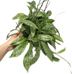Hoya Publicalyx Splash Red Button - Hoya Plant - Air Purifying Plant - Pet Friendly Plant - Hoya Plants Live Houseplants - Wax Plant (1 Small Plant, 2" Pot)