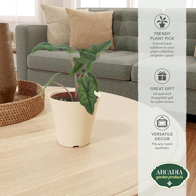 Arcadia Garden Products Live Jacklyn Alocasia Unique Indoor Houseplant in Plastic Pot, Tropical Plant Collector Gift for Home and Garden Decor, 4-inch, Beige