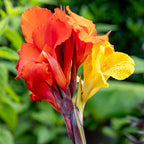 Canna 'Cleopatra', a Great Live Pond Plant for Your Water Garden. Filters koi and Goldfish Ponds. Good for Bogs, Plant Shelf or Shallow Water This marginal Aquatic is a Real Beauty