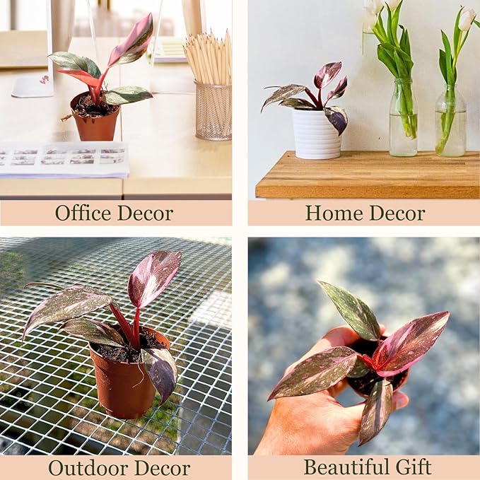 2 Inches Philodendron Pink Princess Live Plant with 4" Pot - Philodendron Plant Live Easy to Grow and Air Purifying - Indoor Houseplants for Home Office Wedding Decor & Gift Idea(Heat Pack Included)