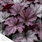 Live Heuchera Coral Bells 2-Pack – Purple Shades – Shade Perennial Foliage Plant, 10” Tall, 1 Qt Pot