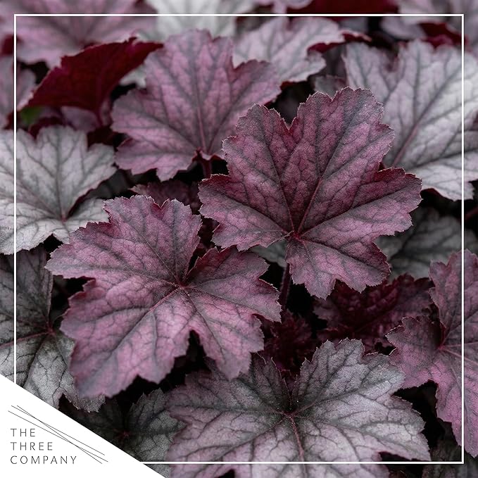 Live Heuchera Coral Bells 2-Pack – Purple Shades – Shade Perennial Foliage Plant, 10” Tall, 1 Qt Pot