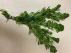 Marcus Fish Tanks Green Cabomba Caroliniana Easy Live Aquarium Plants for Aquatic Freshwater Fish Tank BUY2GET1FREE