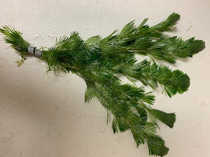 Marcus Fish Tanks - 3X Green Cabomba Caroliniana Live Aquarium Plants for Aquatic Freshwater Fish Tank