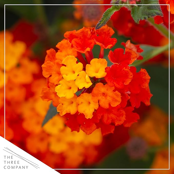 Live Flowering Lantana - Havana Red Sky (2 Plants Per Pack), Healthy Blooming Pollinator, 8" Tall by 5" Wide in 1 Qt Pot