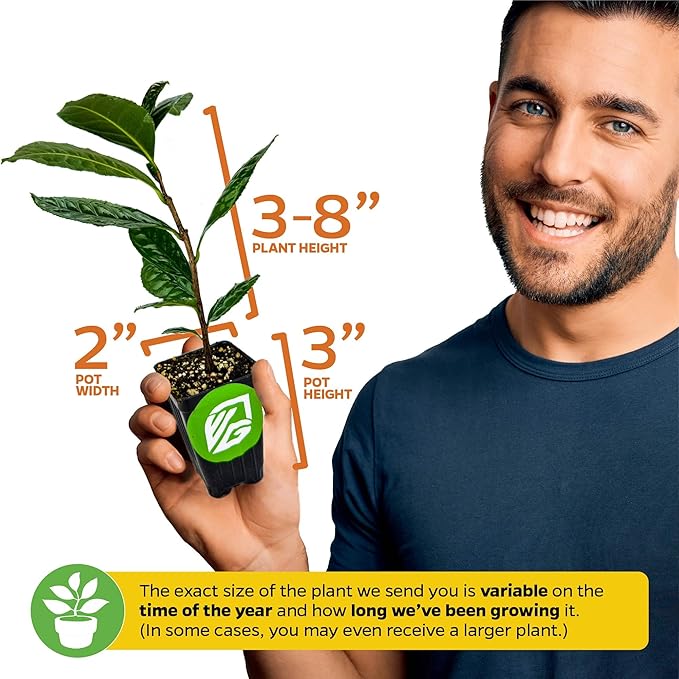 Dwarf Yaupon Holly Live Plant - Ilex by Wellspring Gardens - Caffeinated Tea Starter Plant - Outdoor Shrub Collection Garden and Landscape Decor - Perfect for Landscaping with Dwarf Shrubs (2-Pack)