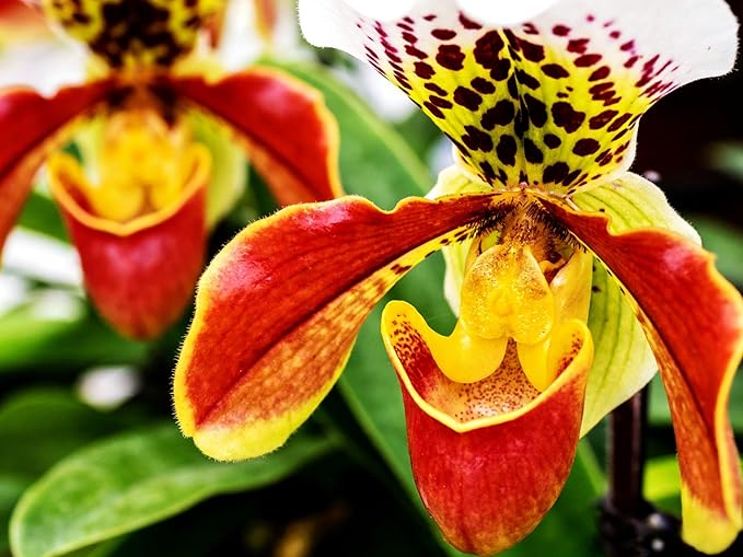 210+ Monkey Face Orchid Seeds (Dracula Simia) - Exotic Perennial Flower Seeds for Home Garden, Indoor and Outdoor Planting Unique Flowering Plants