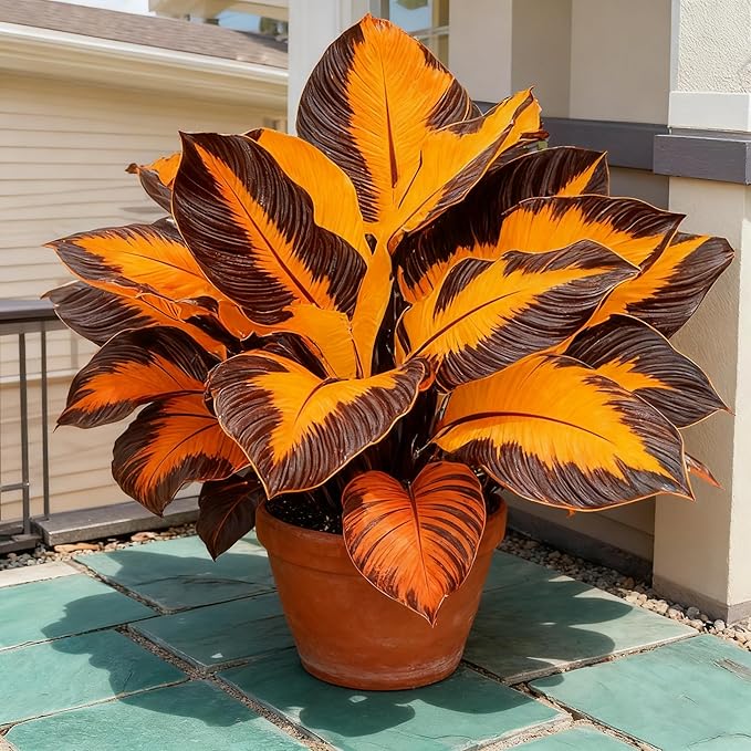 Hosta Seeds for Planting, 299+ Mixed Rare Perennial Hosta Seed, Heirloom Non-GMO Hosta Seeds for Bonsai Decoration, Home Garden