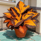 Hosta Seeds for Planting, 299+ Mixed Rare Perennial Hosta Seed, Heirloom Non-GMO Hosta Seeds for Bonsai Decoration, Home Garden