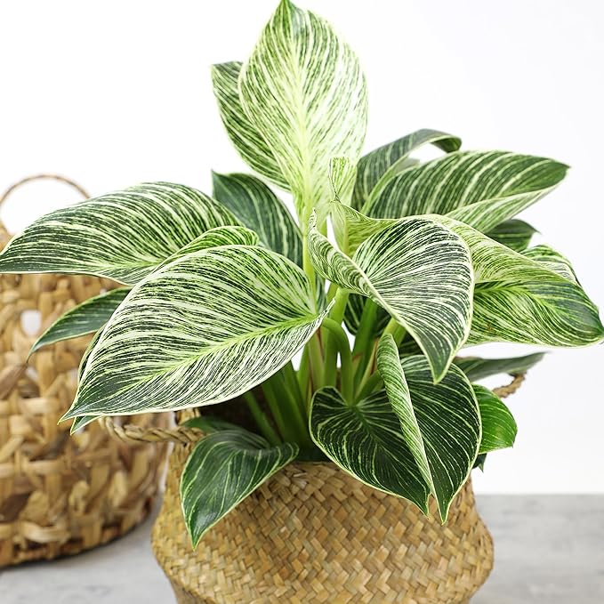 Variegated Philodendron Birkin Houseplant, Powerful Air Purifying Plant, Easy to Grow, Upright Philodendrons, Popular Live Indoor Plants, 6 in. Grower Pot, Unique Houseplants for Beginners