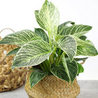 Variegated Philodendron Birkin Houseplant, Powerful Air Purifying Plant, Easy to Grow, Upright Philodendrons, Popular Live Indoor Plants, 6 in. Grower Pot, Unique Houseplants for Beginners